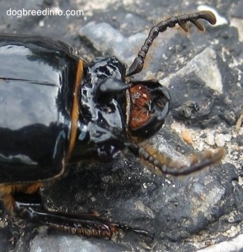 Close Up - Mouth of a Bessbug