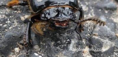 Close Up Front View - Mouth of a Bessbug