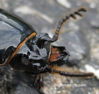 Close Up left Profile - Mouth of a Bessbug