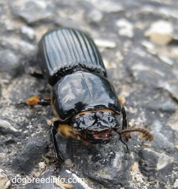 Close Up - front view of a Bessbug