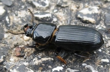 Close Up - Bessbug with its pinschers open