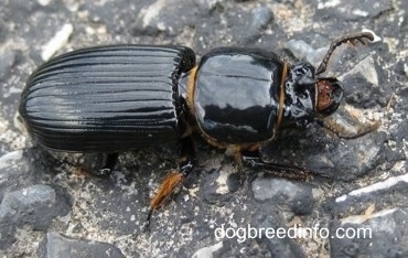 Close Up - Bessbug on a stone surface