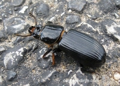 Bessbug with its pinschers open