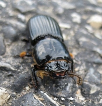 Bessbug with its pinschers open on a stone surface