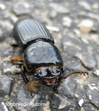 Close Up - Bessbug mouth on a stone surface