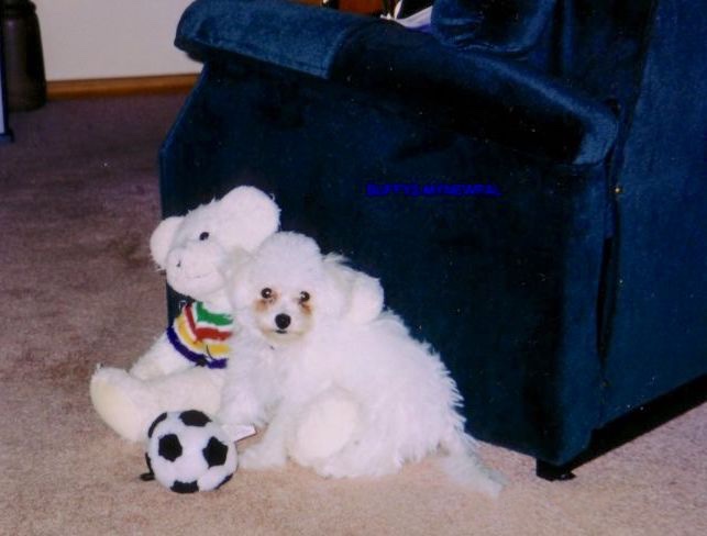 A small, fuzzy, white Bichon Frise puppy is sitting on a carpet and behind it is a blue chair. Sitting next to the puppy is a white plush bear that is larger than the dog and in front of it is a toy soccer ball.