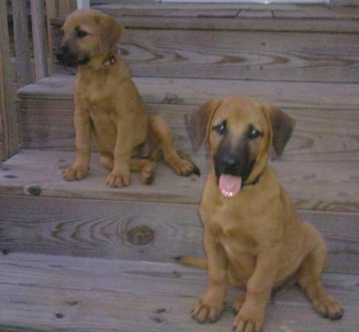 Two tan with black Cur/German Shepherd mixes are sitting on a wooden staircase outside. One has its mouth open and tongue out. The other one is looking down and to the left