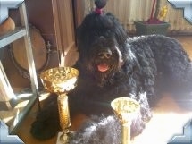 Zevs the Black Russian Terrier sitting in front of two trophies