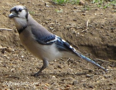 Blue Jay curiously looking into the distance