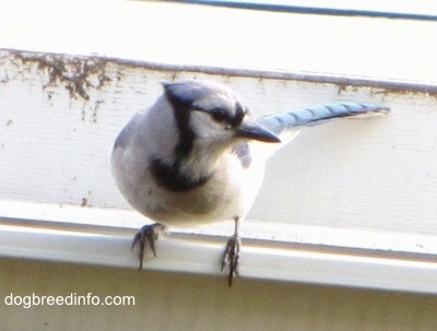 Blue Jay perched on a rain gutter looking into the distance