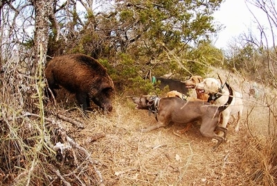 Five Blue Lacy's baying at a feral boar