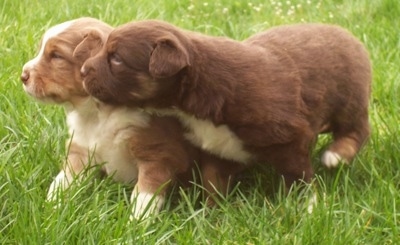 The left side of Two Border-Aussie Puppies that are outside playing in grass.