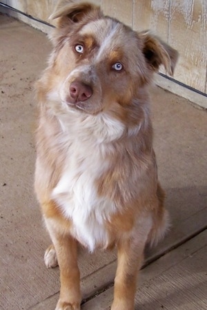 Vær stille Mappe Lam Border-Aussie Dog Breed Information and Pictures