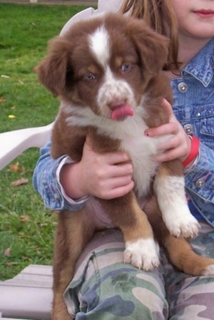 The front right side of a brown with white Border-Aussie Puppy that is standing partially in a chair and on the lap of a girl that is sitting next to it.