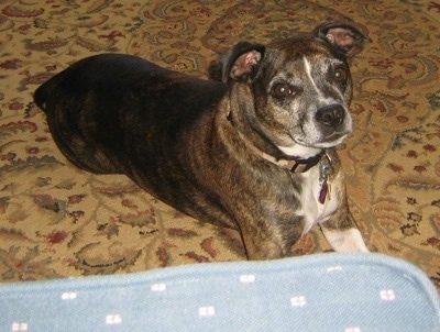 The front right side of a brown with white Bostalian that is laying on a carpeted floor and in front of a couch