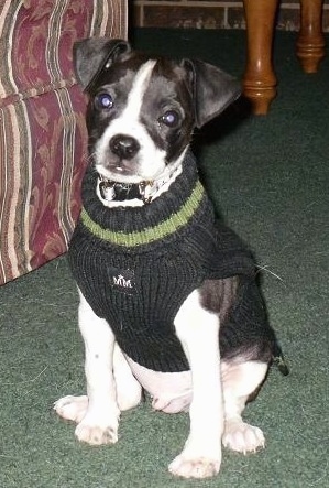 The front right side of a black and white Bostalian that is wearing a sweater, it is sitting on a rug and to the left f it is a couch.