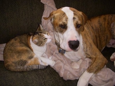 Sonny the Boxane with Peanut Butter the Cat laying on a couch on a blanket between them