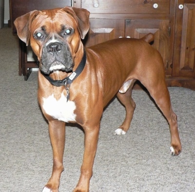 Midas the Boxer standing on carpet in front of a wood cabinet