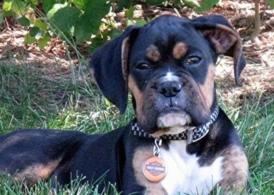 Close Up - Loomis the Boxer puppy wearing a Harley Davidson dog tag laying in a yard and looking at the camera holder