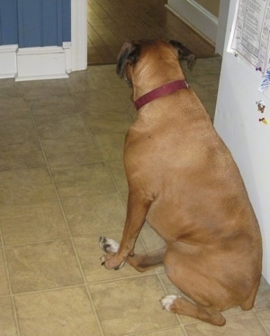 Allie the Boxer sitting in front of a refrigerator