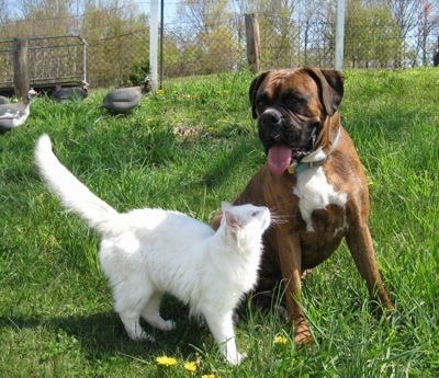 Kung Foo Kitty in front of a sitting Bruno the Boxer with guinea fowl behind them