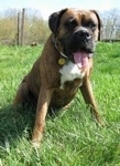 Bruno the Boxer sitting outside with his tongue out and a wire fence in tha background