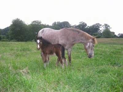 Budweiser the Young Colt standing outside in a field with his mother Cupcake