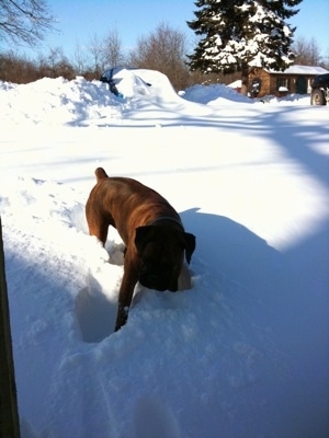 Bruno the Boxer walking through the deep snow
