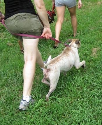 Maggie the Jack Russell Mix pulling hard on a leash durning a pack walk