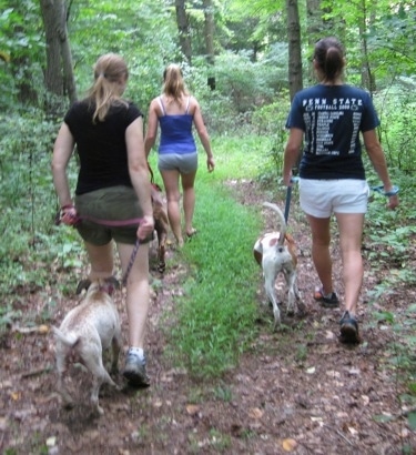 Maggie the Jack Russell Mix behind all the other dogs on this corrective walk