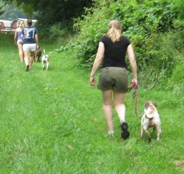 Maggie the Jack Russell mix walking down a grass path on a leash with other humans and dogs being walked in front of her