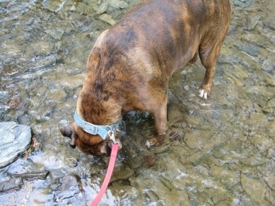 Bruno the Boxer cooling off and getting a drink in the stream