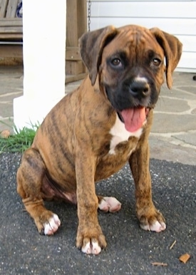 The front left side of a brown brindle with white Boxer puppy that is sitting on a blacktop surface, it is looking forward, its mouth is open and it looks like it is smiling. It has long drop ears, a black nose and dark droopy looking eyes.