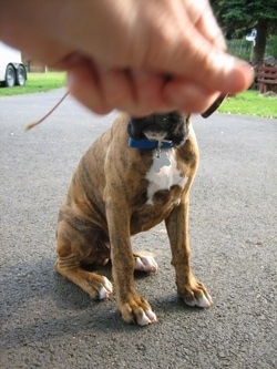 A brindle with white Boxer puppy is sitting across a blacktop surface. A person's hand holding a treat is blocking the eyes of the puppy.