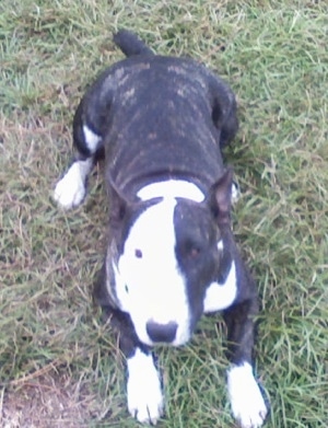 Saint Boy the dark brown brindle and white Bull Terrier laying in grass and looking at the Camera Holder