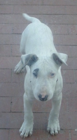 Captin Jack Sparrow the white Bull Terrier Puppy standing outside on a brick top and looking at the camera holder
