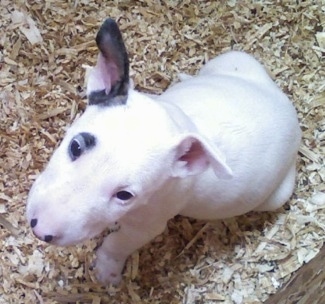 Captin Jack Sparrow the Bull Terrier Puppy sitting in wood chips and looking at the camera holder