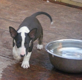 Batman the Bull Terrier Puppy walking a on wooden porch in front of a large full to the top water bowl