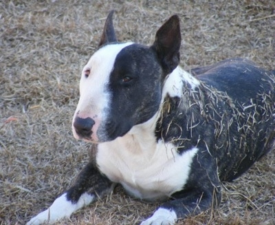 Saint Cabrera the Bull Terrier laying in grass and he has dead brown grass clippings all over his left side