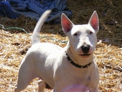 Kimora Lee Cabrera the Bull Terrier standing outside with her tail up in alert mode with a blue tarp behind her