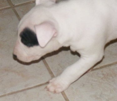 Close Up - Bull Terrier Puppy walking carefully across a white tiled floor