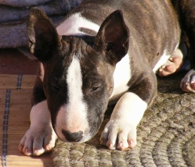 Close Up - Champ the Bull Terrier sleeping on an oval woven rug