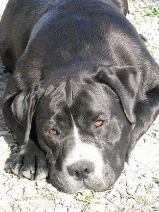 Close up - A black with white Bullador is laying down on rocks and grass