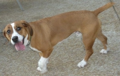 Waffles the Bully Basset walking around with its mouth open and tongue out