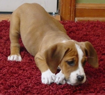 Waffles the Bully Basset puppy standing on a fluffy red rug