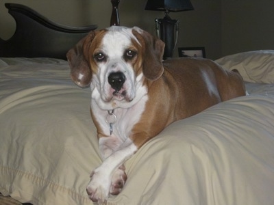 Bully Basset Dog Breed Information And Pictures