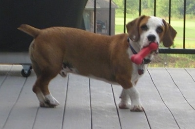 Jackson the Bully Basset standing on a wooden porch with a dog toy in its mouth