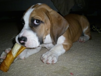 Close Up - Louie the Bully Basset puppy chewing on a dog bone