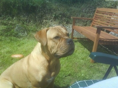 Bully Bordeaux sitting outside next to the lawn chair with a wooden bench in the background