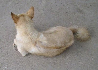 Kla the Cambodian Razorback Dog laying on a concrete surface 